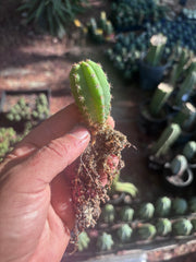 FREE ADD-ON —  Pala x Ferah Seedlings