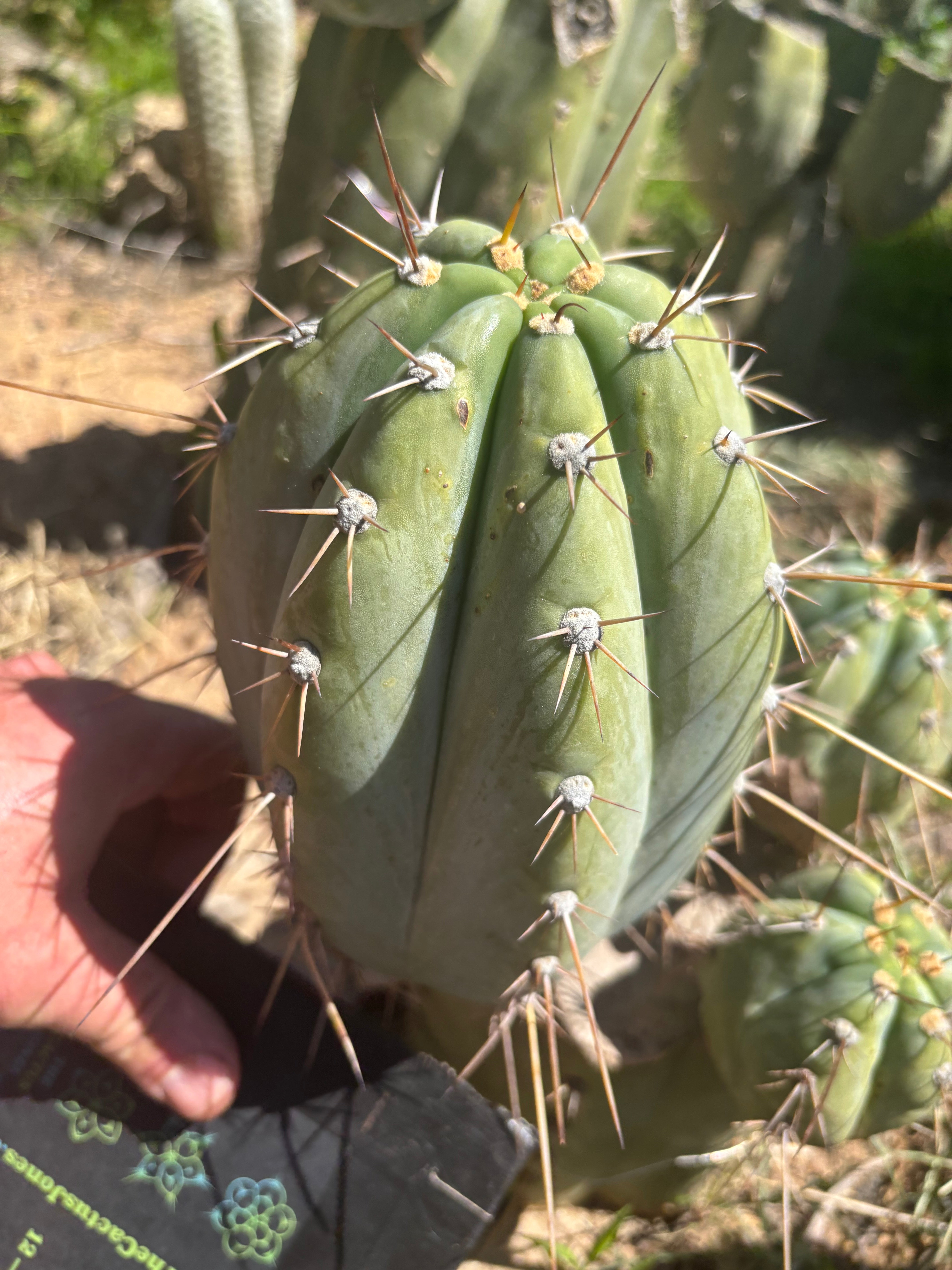 👑🌶️ CGG —  Melon Pup