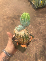 💎👑💎  NUBS — Established Slab Graft w/ Pup, Rooted