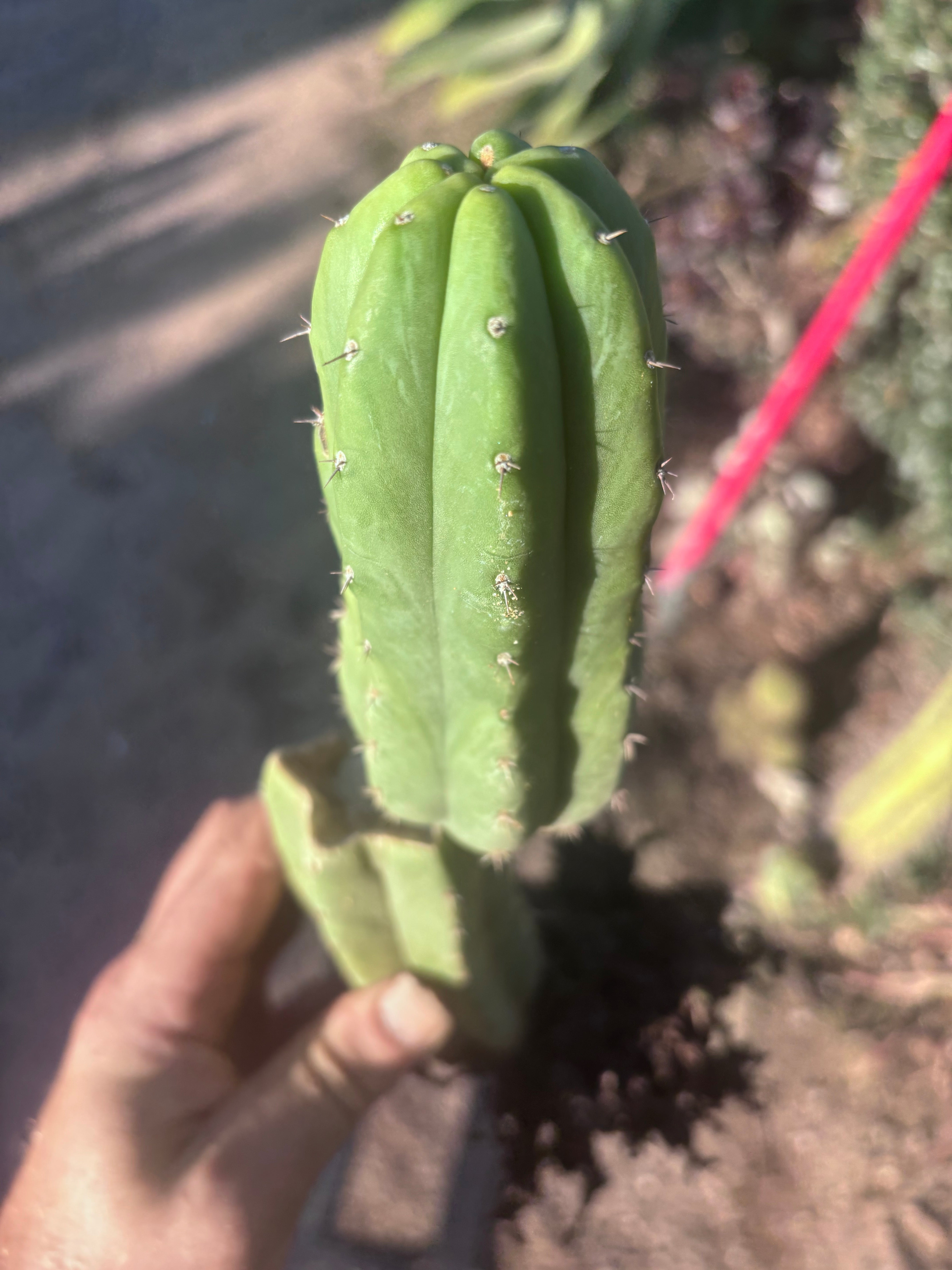 👑🌶️ Genesis — 12” Rooted