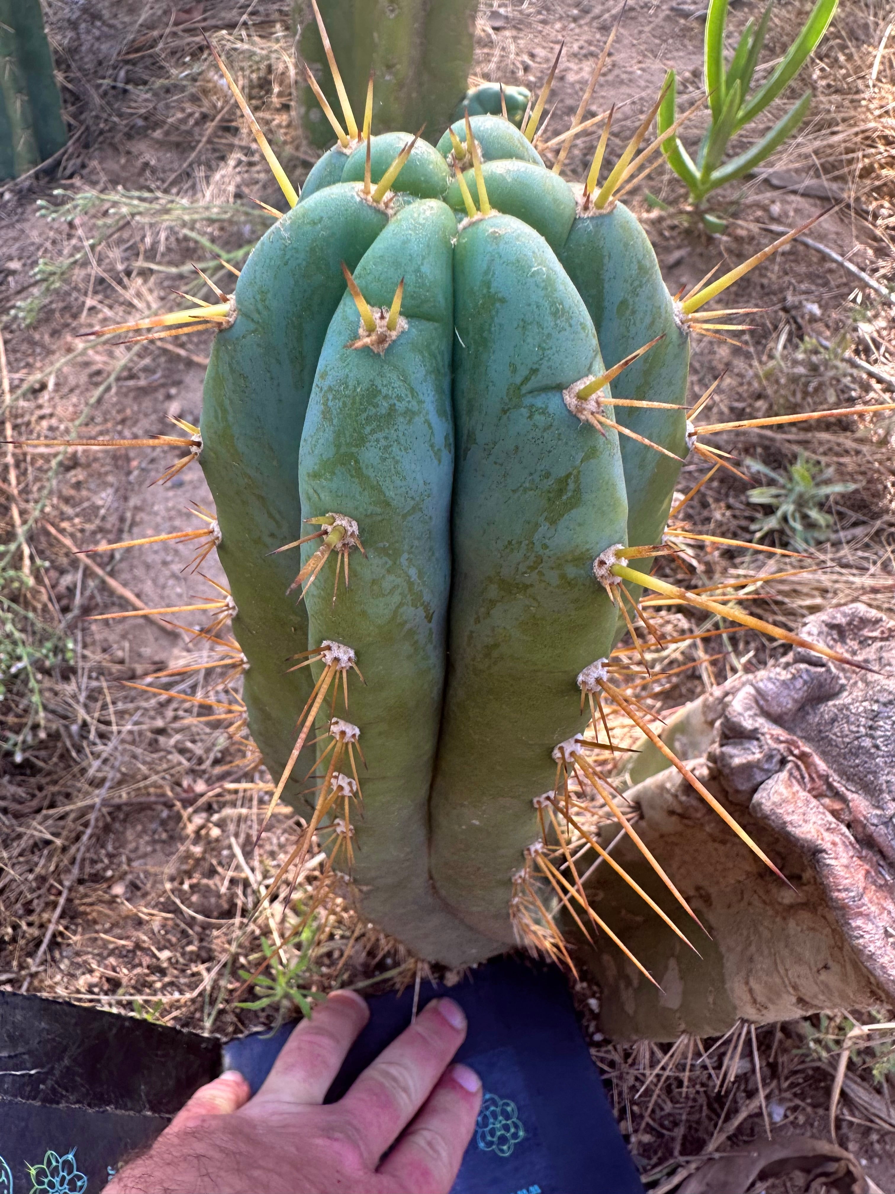 👑 Lotusland Huanucoensis — Fat 12” Pup