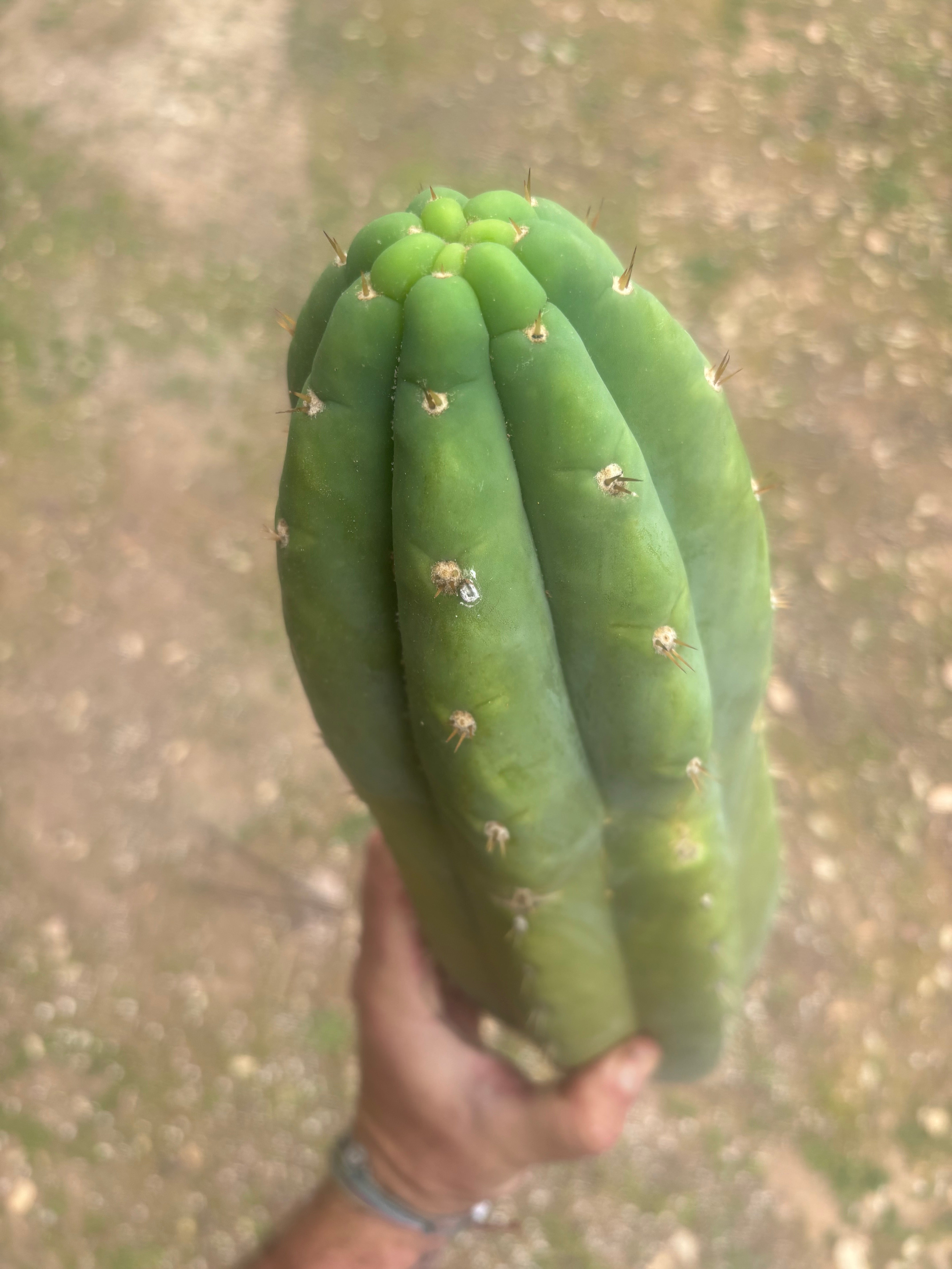 💎🌶️ JJOP — Massive 16” Magnum Tip