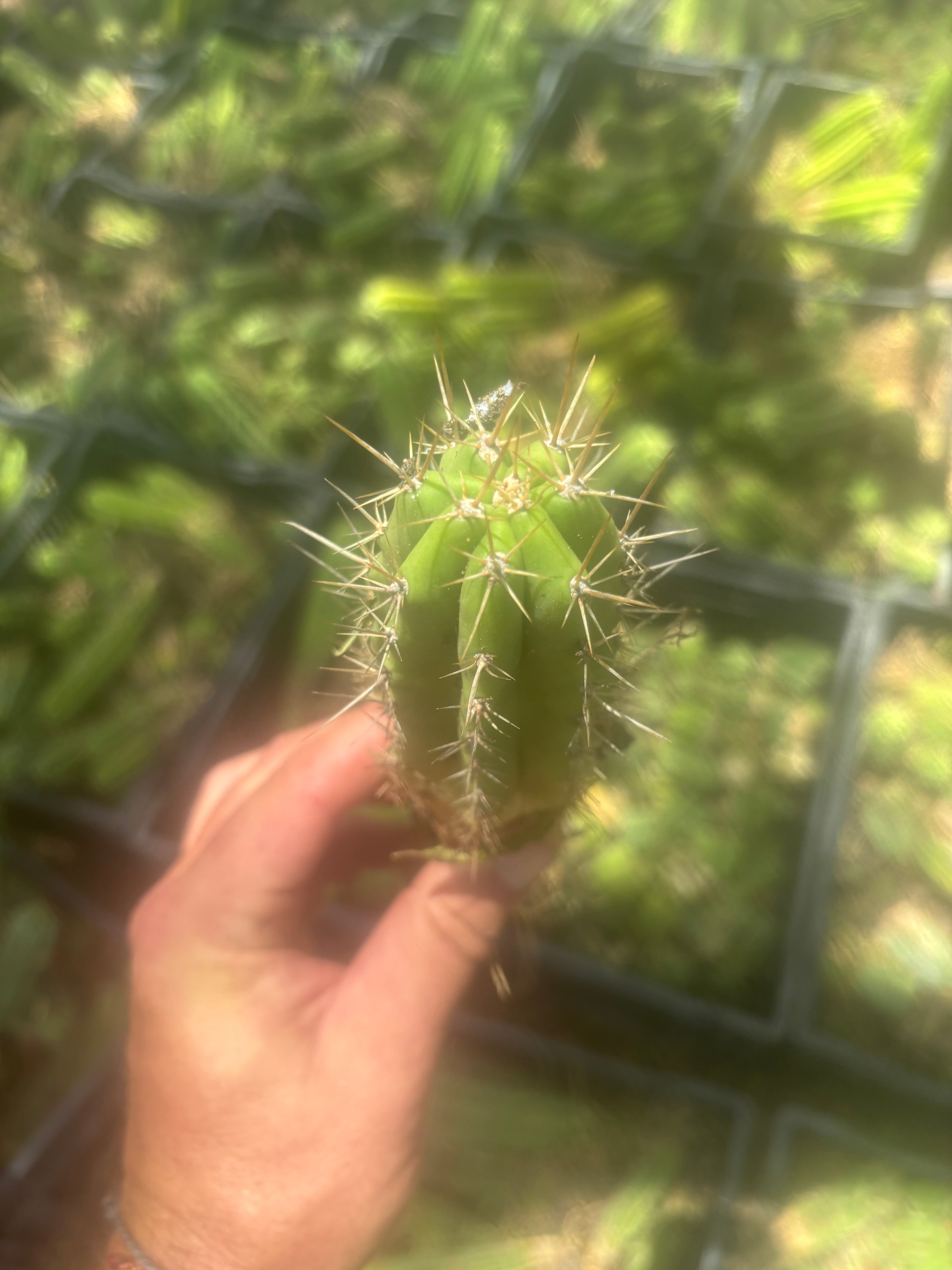 NEW ADD-ON FREEBIE —  Mystery Yearling