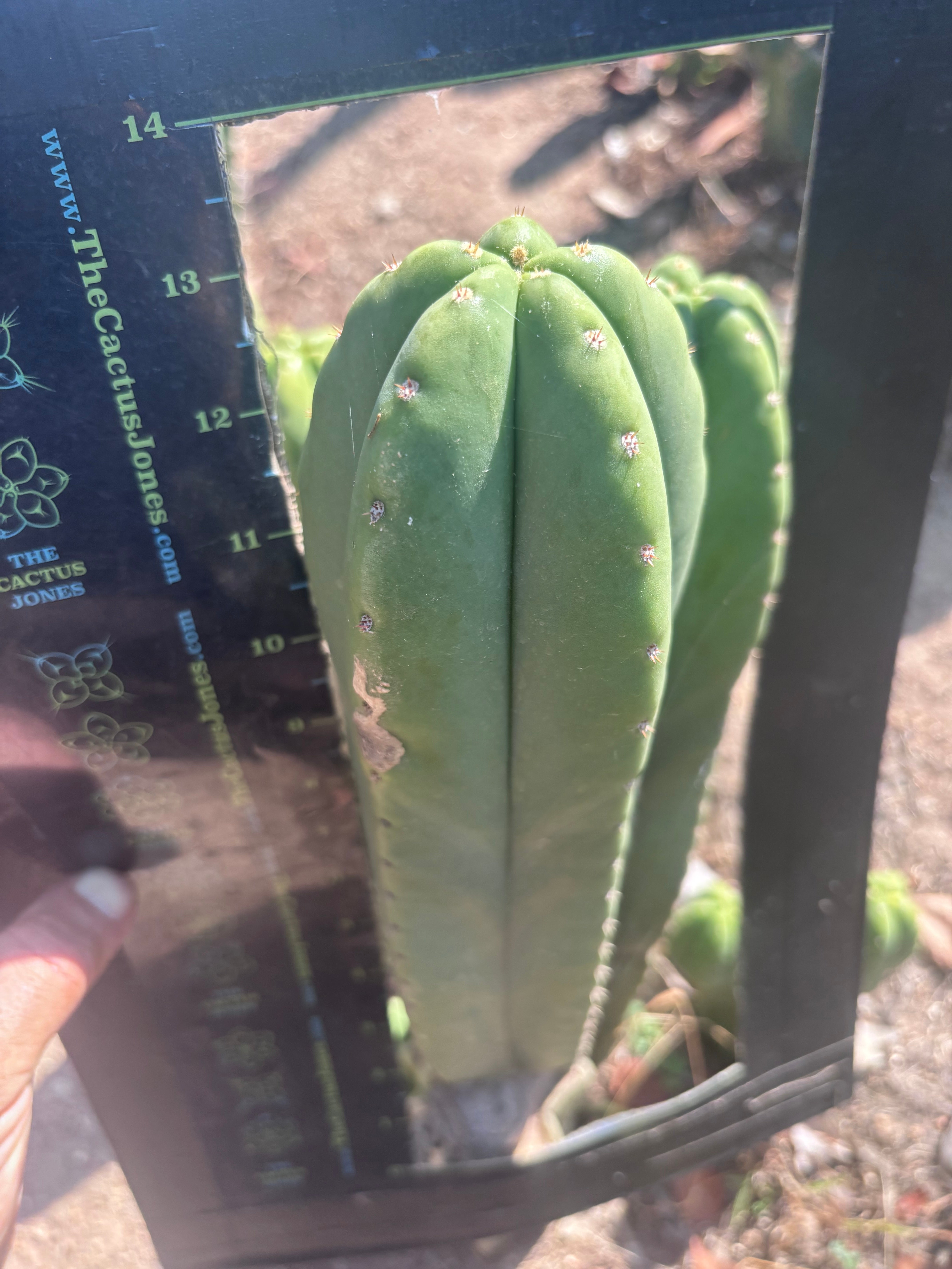 Heynes x Super Pedro — Chonky 13” Pup