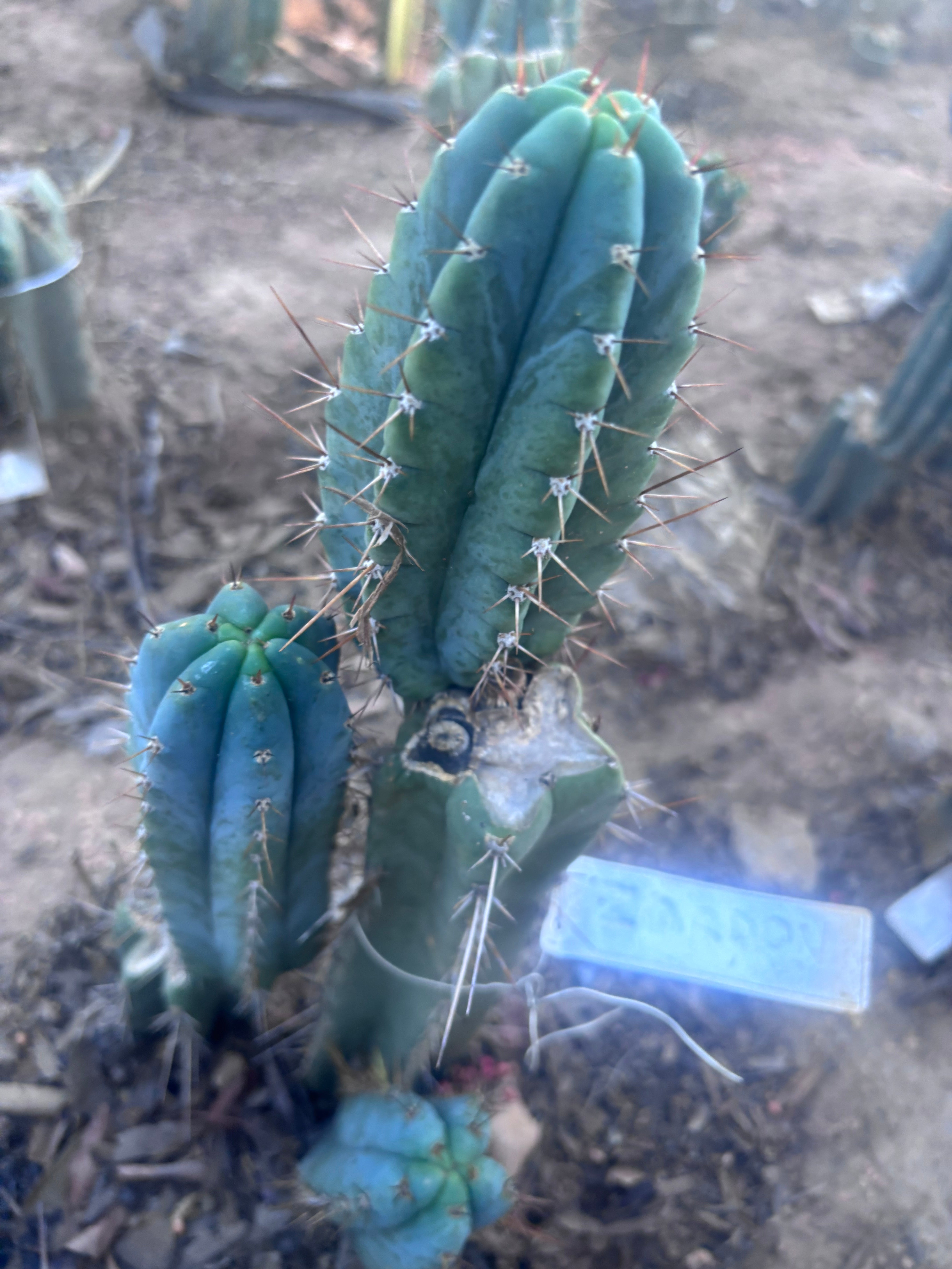 💎👑💎 Zordon  — 8” Pup