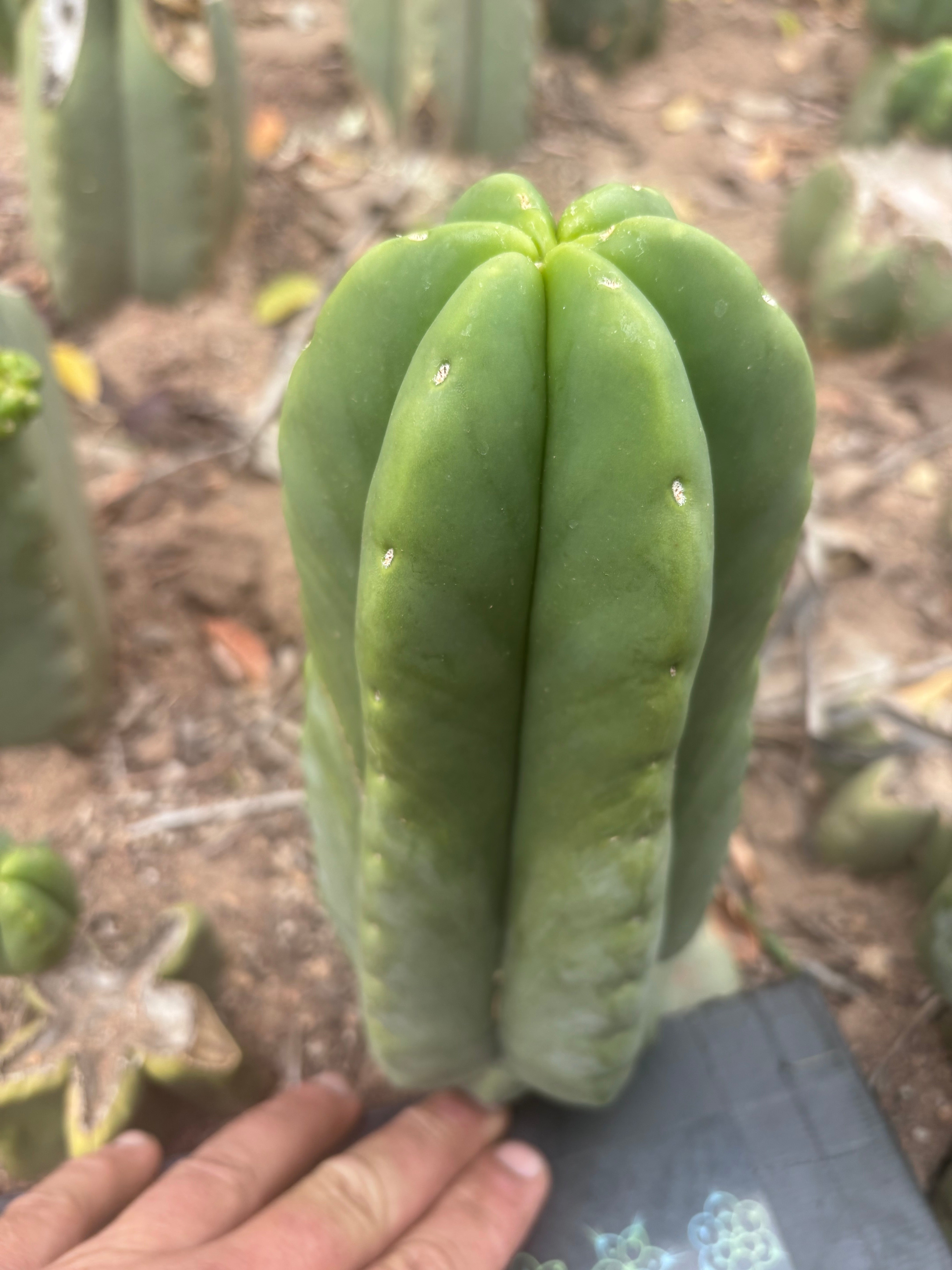 💎👑💎🌶️ Ferah — XL Pup