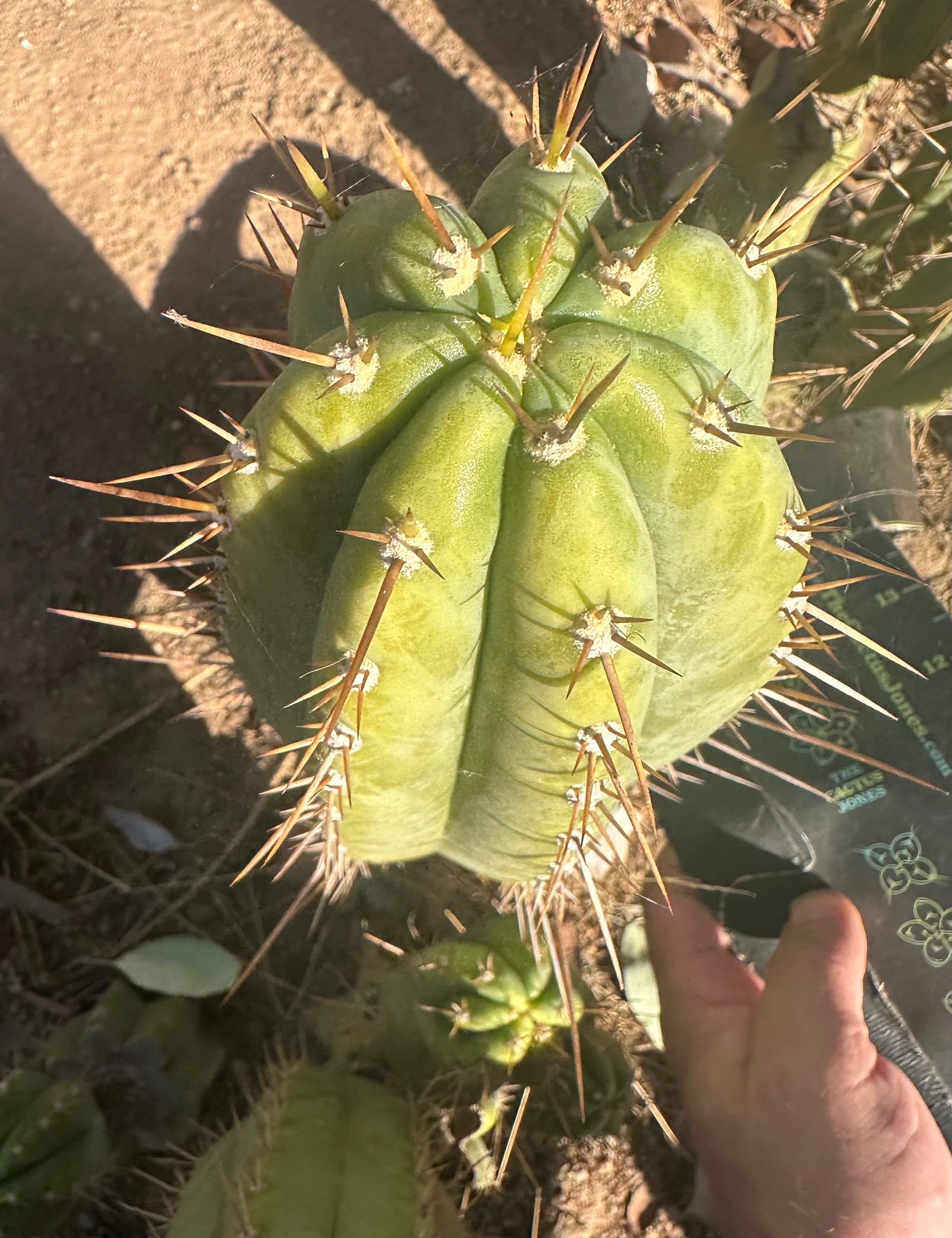Icaros x Malo4  — 11” Tip