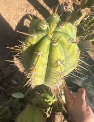 Icaros x Malo4  — 11” Tip
