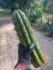 Tacaquirensis — Massive 16” Tip