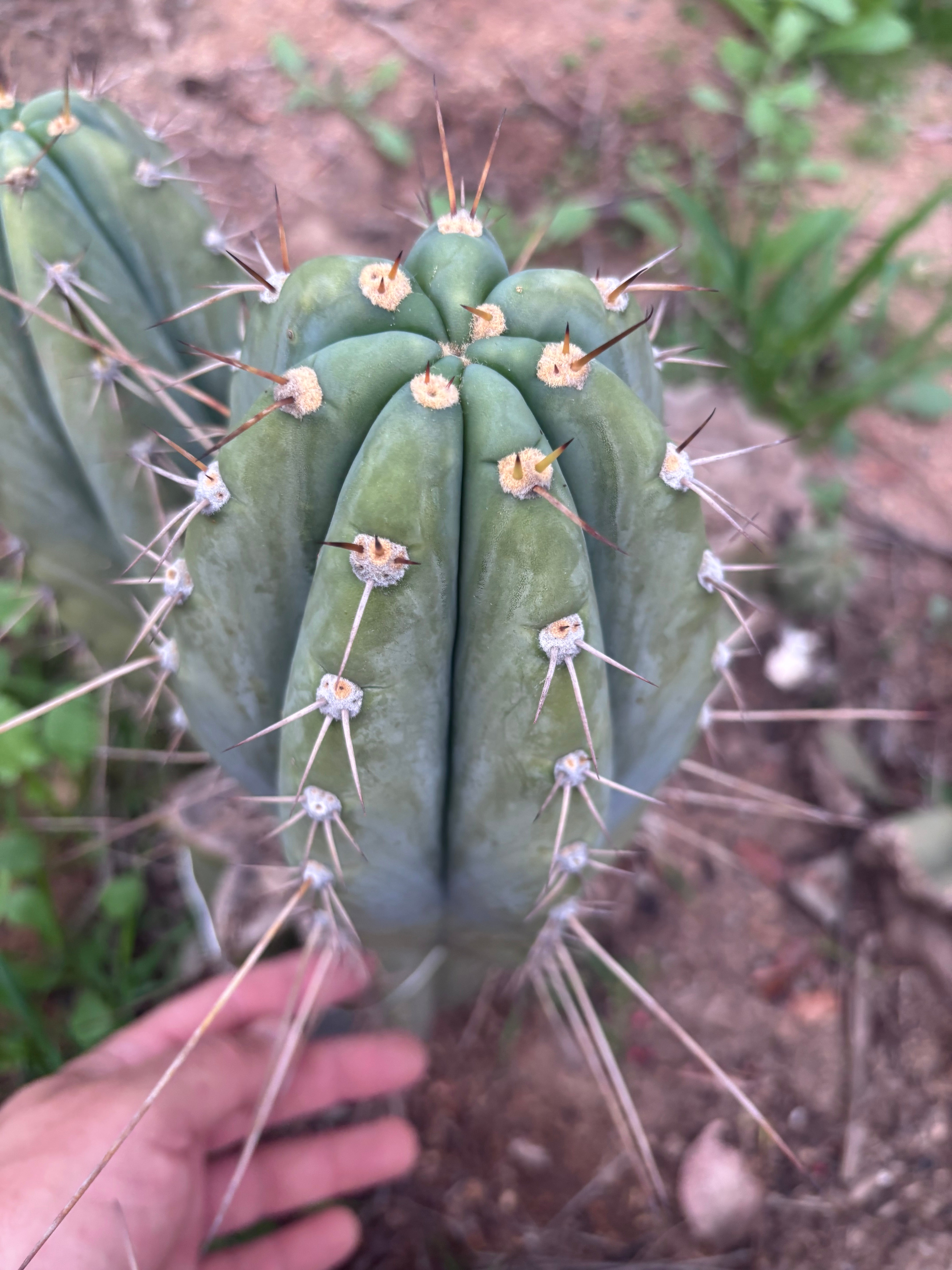 👑🌶️ CGG — 10” Melon