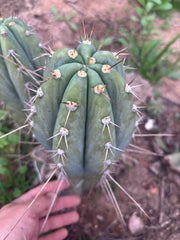 👑🌶️ CGG — 10” Melon