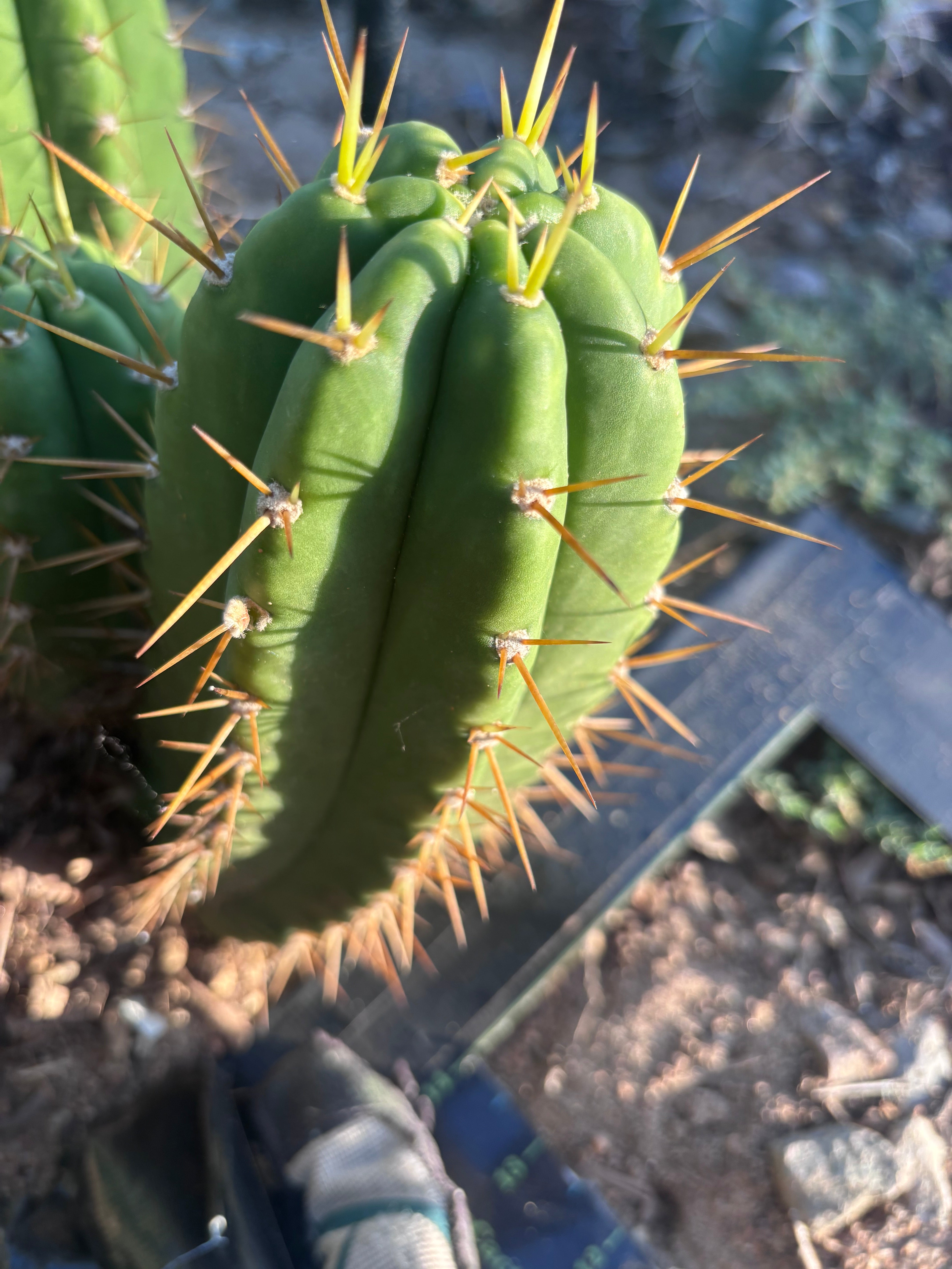👑 The Jones Pink 🌸 — 8.5” Pup
