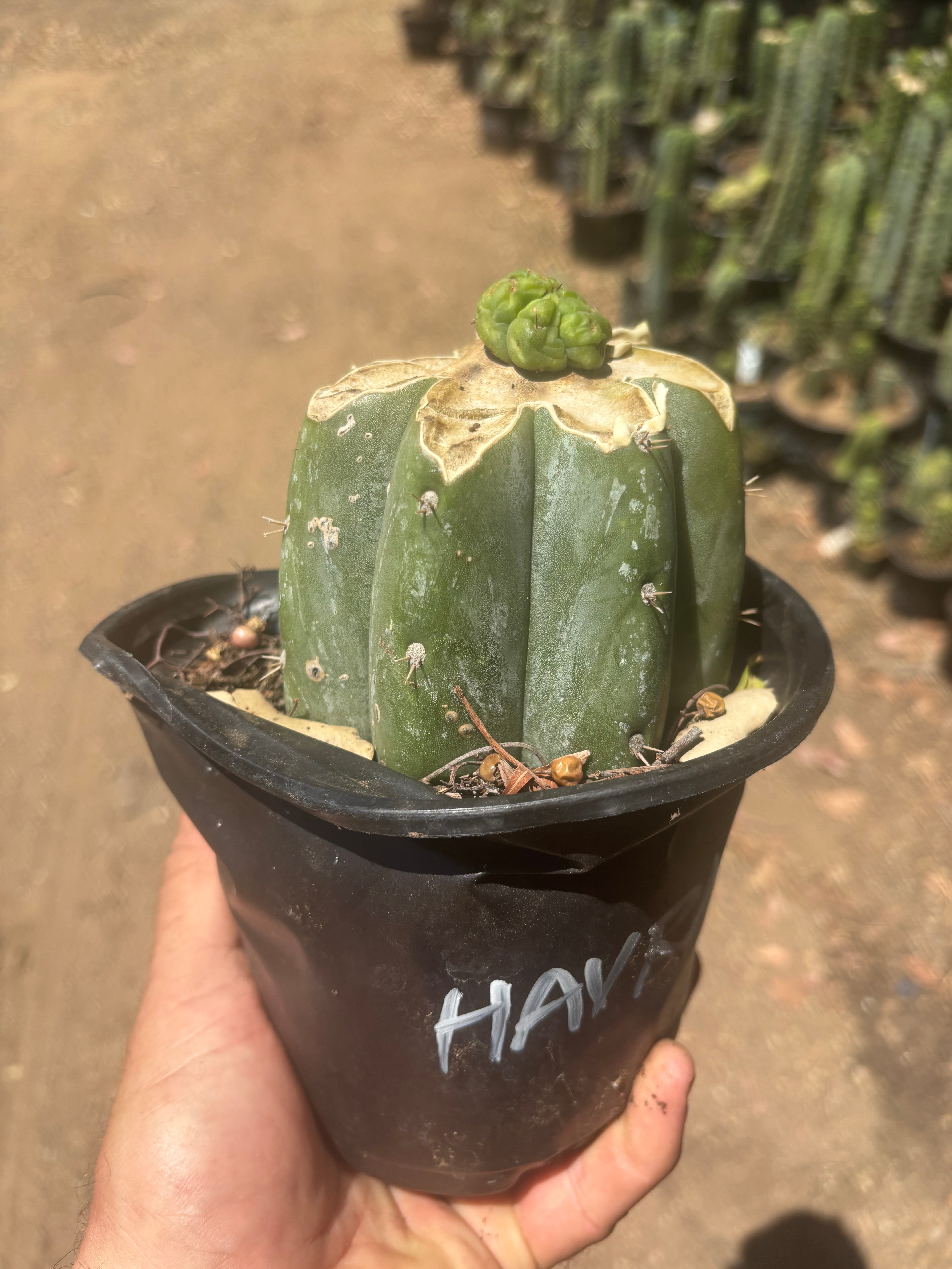 💎👑💎 Havran — Pup Graft on Rooted Shine01