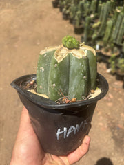 💎👑💎 Havran — Pup Graft on Rooted Shine01