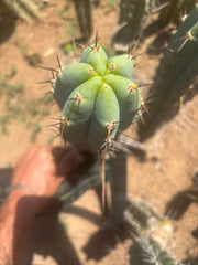 👑🌶️ Sharina — Large 13” Pup