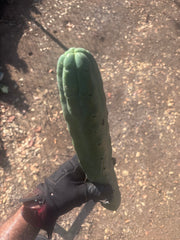 👑🌶️🌶️  Jiimz Twin Spine — XL 16” Tip