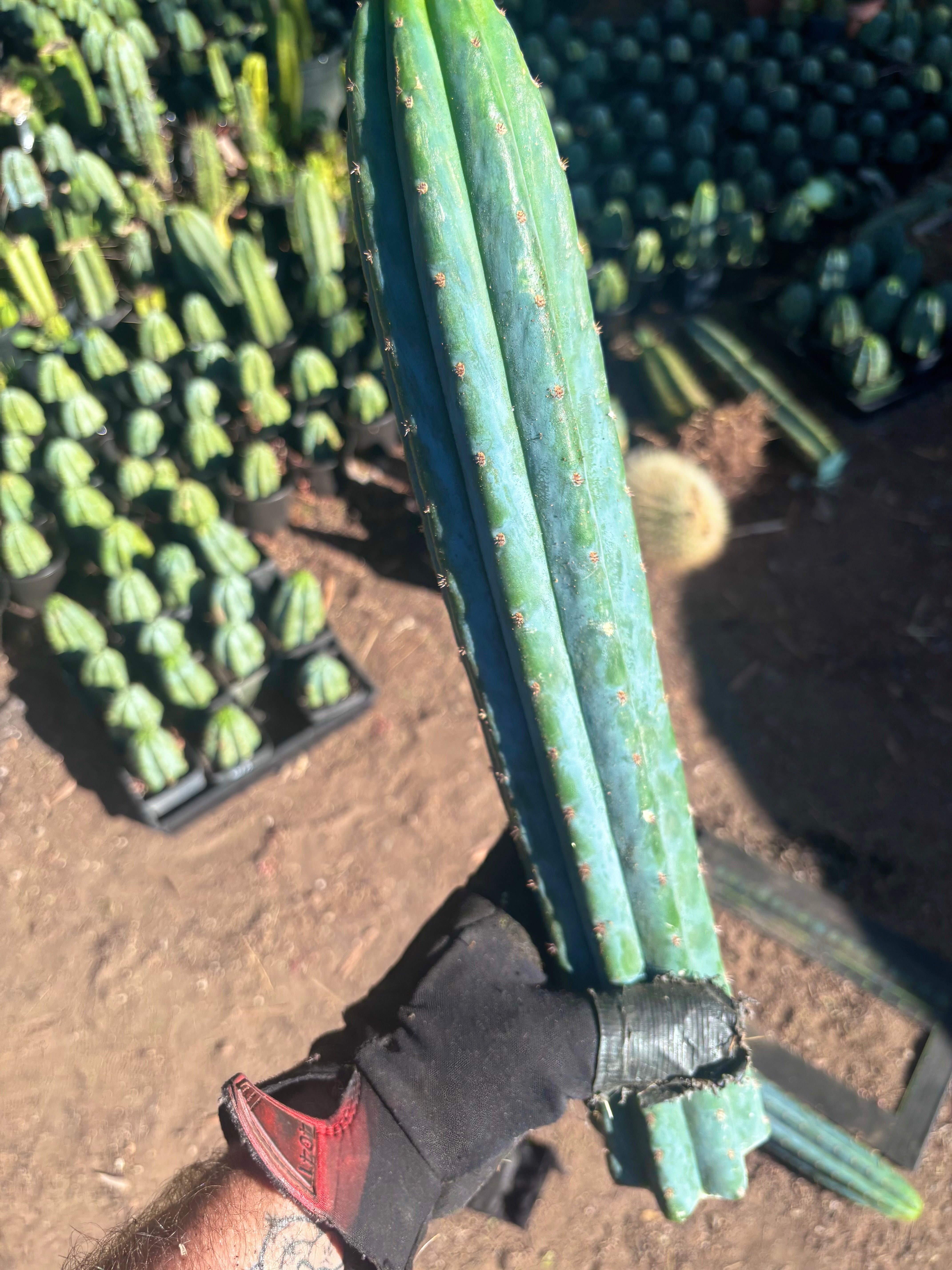 👑🌶️ Ventucky Blue — 16” Tips