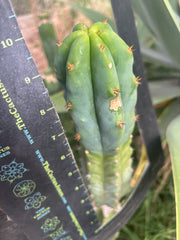 🌶️🌶️ NoidTwo — 10” Tip