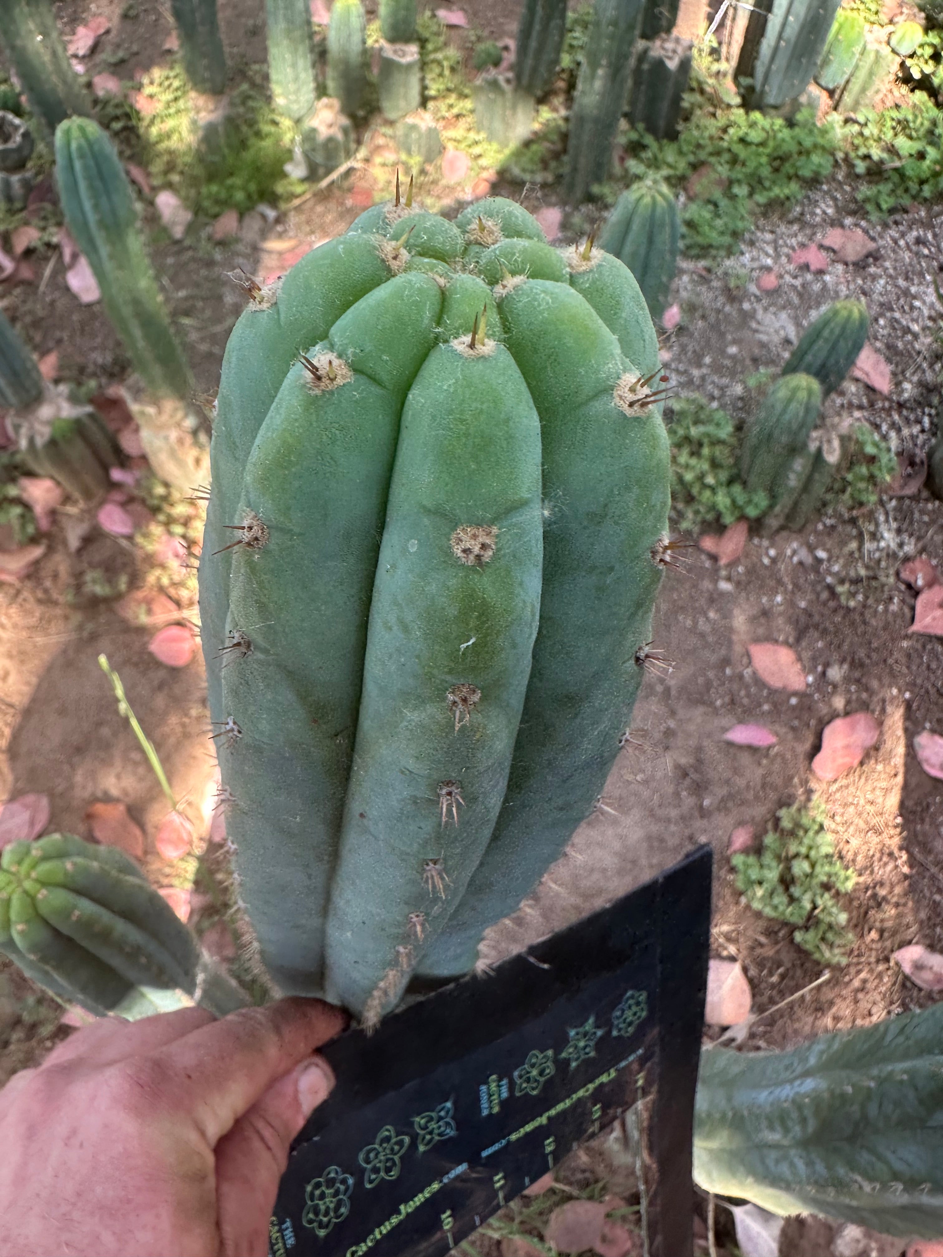 👑🌶️ Restocked (Again) — Ventucky Blue — 10” Tips