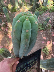 👑🌶️ Restocked (Again) — Ventucky Blue — 10” Tips