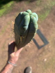 👑🌶️ Hammer2 — XXL 20” Tip