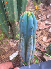 💎👑🌶️ Bluejones  — 8” Tip