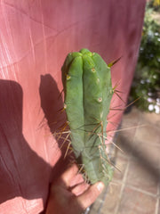 👑🌶️ TBQM  — 14” Tip