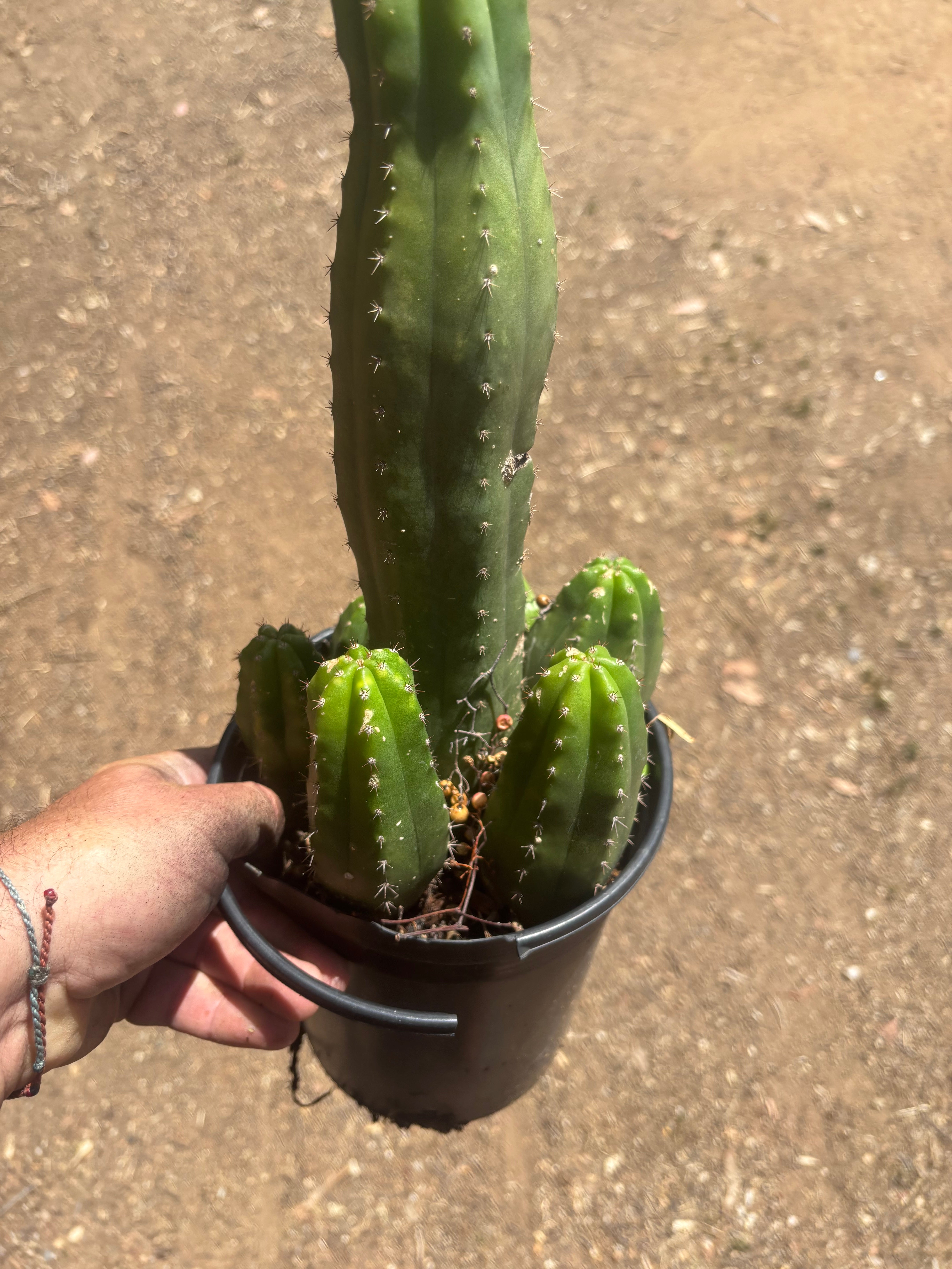 👑💎 DeCosta — 7 Rooted Tips in One Pot
