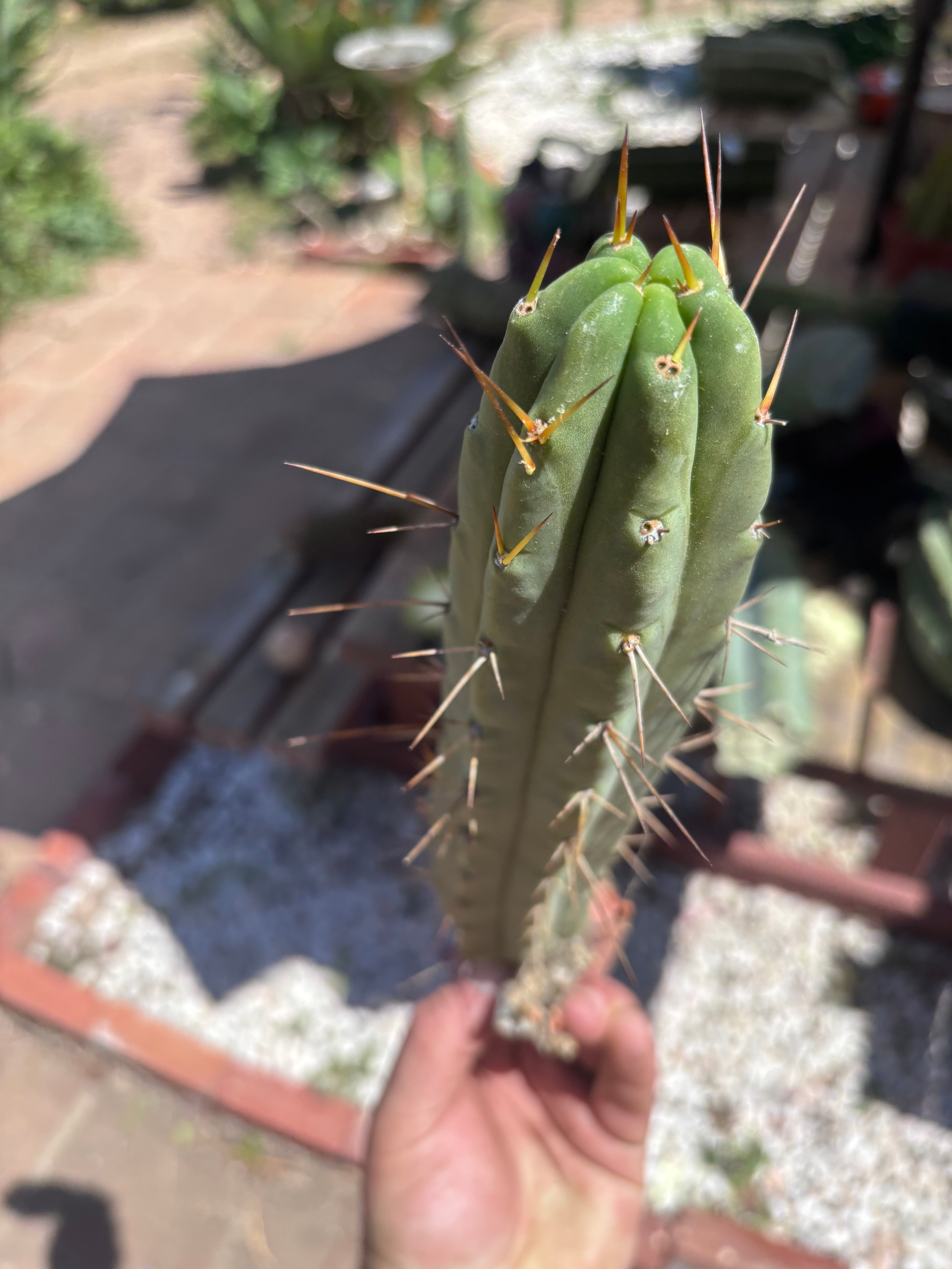 👑🌶️🌶️ Dulzura — 10” Pup