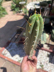 👑🌶️🌶️ Dulzura — 10” Pup