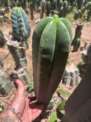 💎👑 FR991 — XL Massive 14” Pup