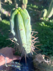 👑🌶️ Medicine Man — Another 14” Tip