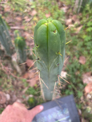 👑🌶️🌶️  Jiimz Twin Again — XL 14” Pup