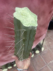 👑🌶️🌶️ Eileen — 10” Mega Mids (3)