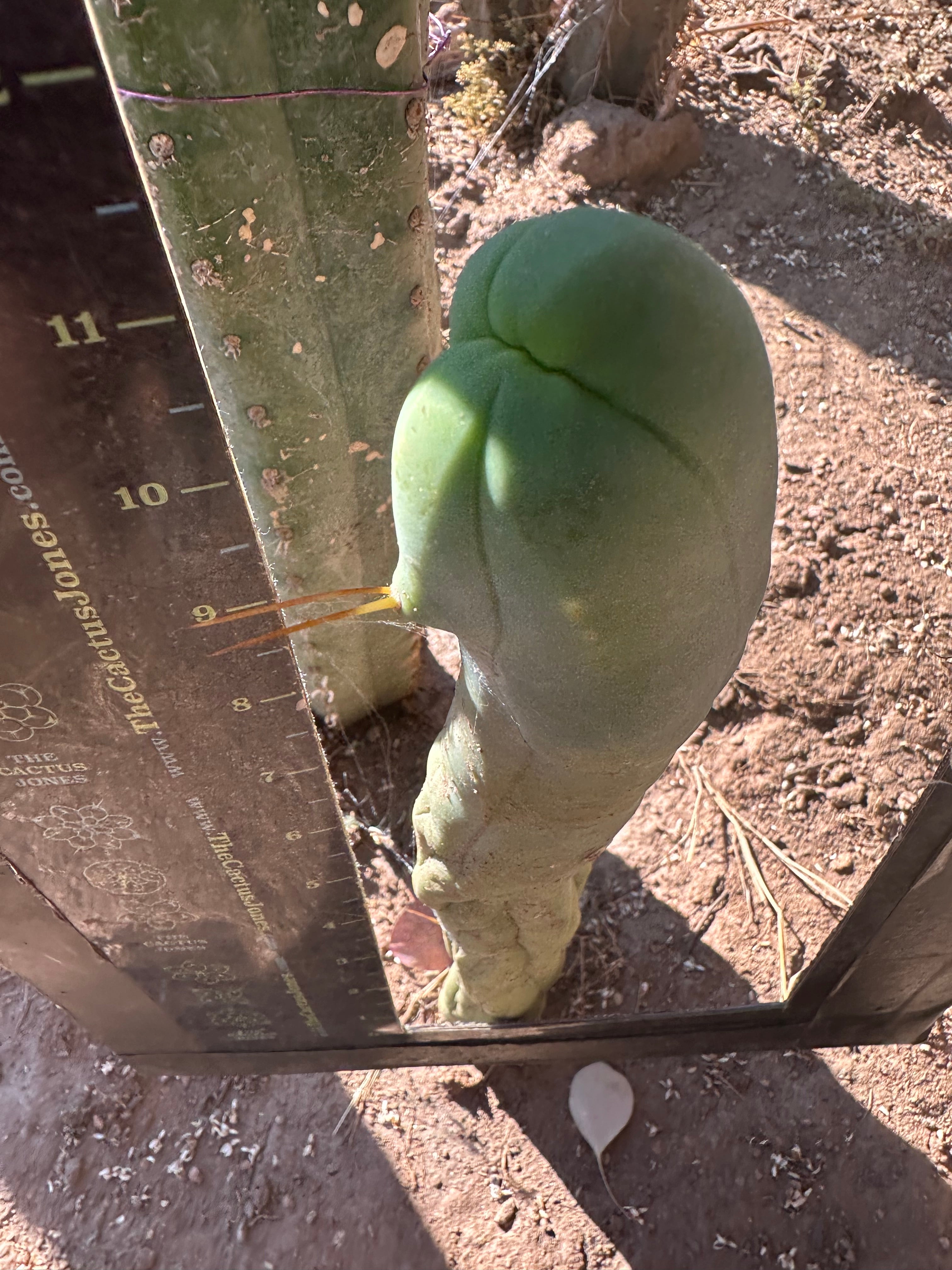 👑🌶️ TBM Long Form — 11” Tip