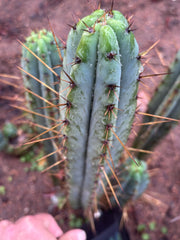 👑🌶️ DeLorean — XL 14” Pup