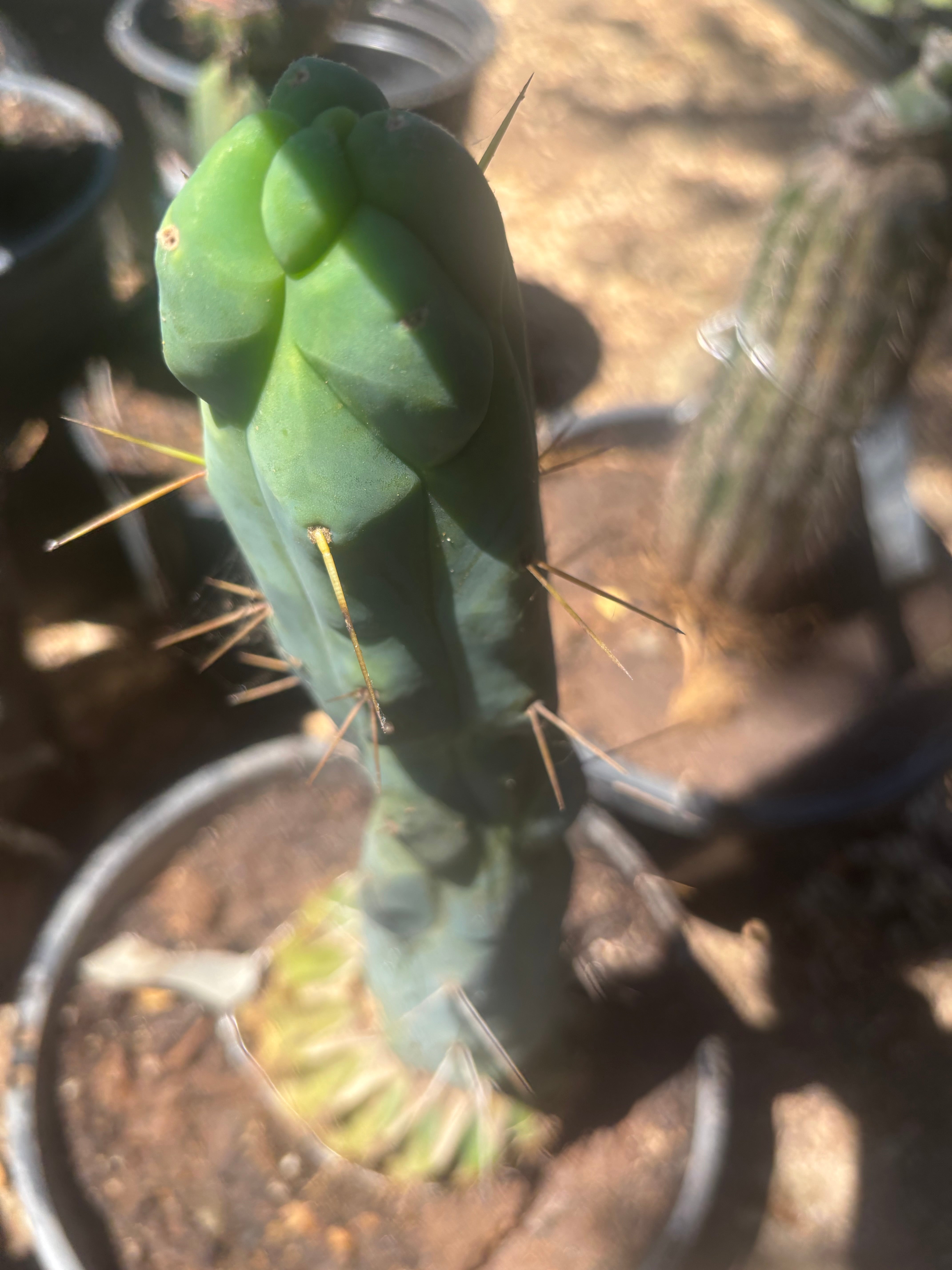 💎👑🌶️ Monster De Cota Cota — 8” Tip