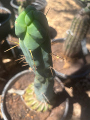💎👑🌶️ Monster De Cota Cota — 8” Tip