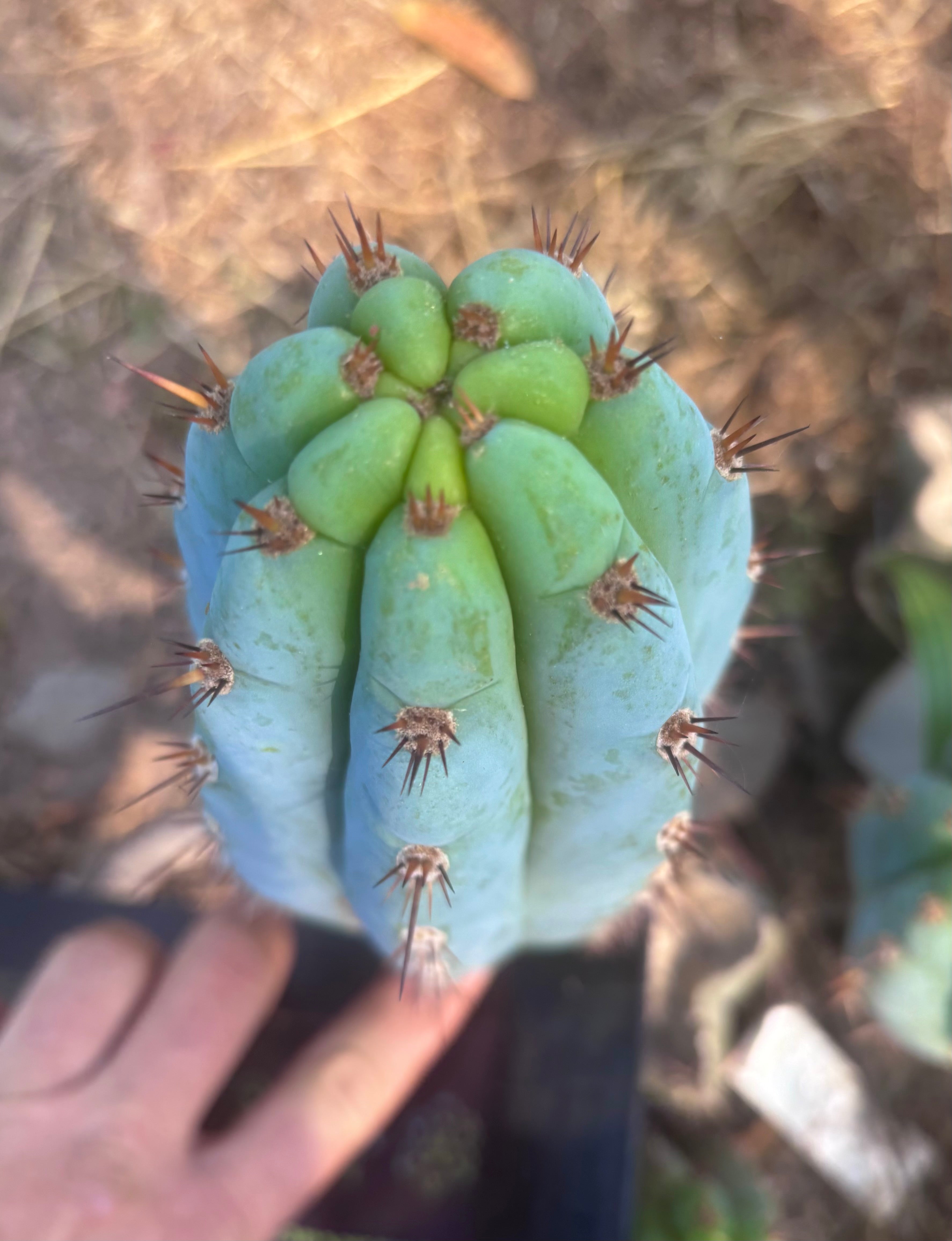 💎👑  Bart (Monassa Blue) — 8” Pup