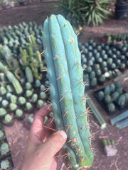 💎👑💎🌶️  Ashdod — 12” Pup