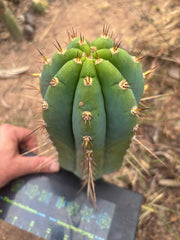💎👑🌶️ CGG — 10” Blue Melon