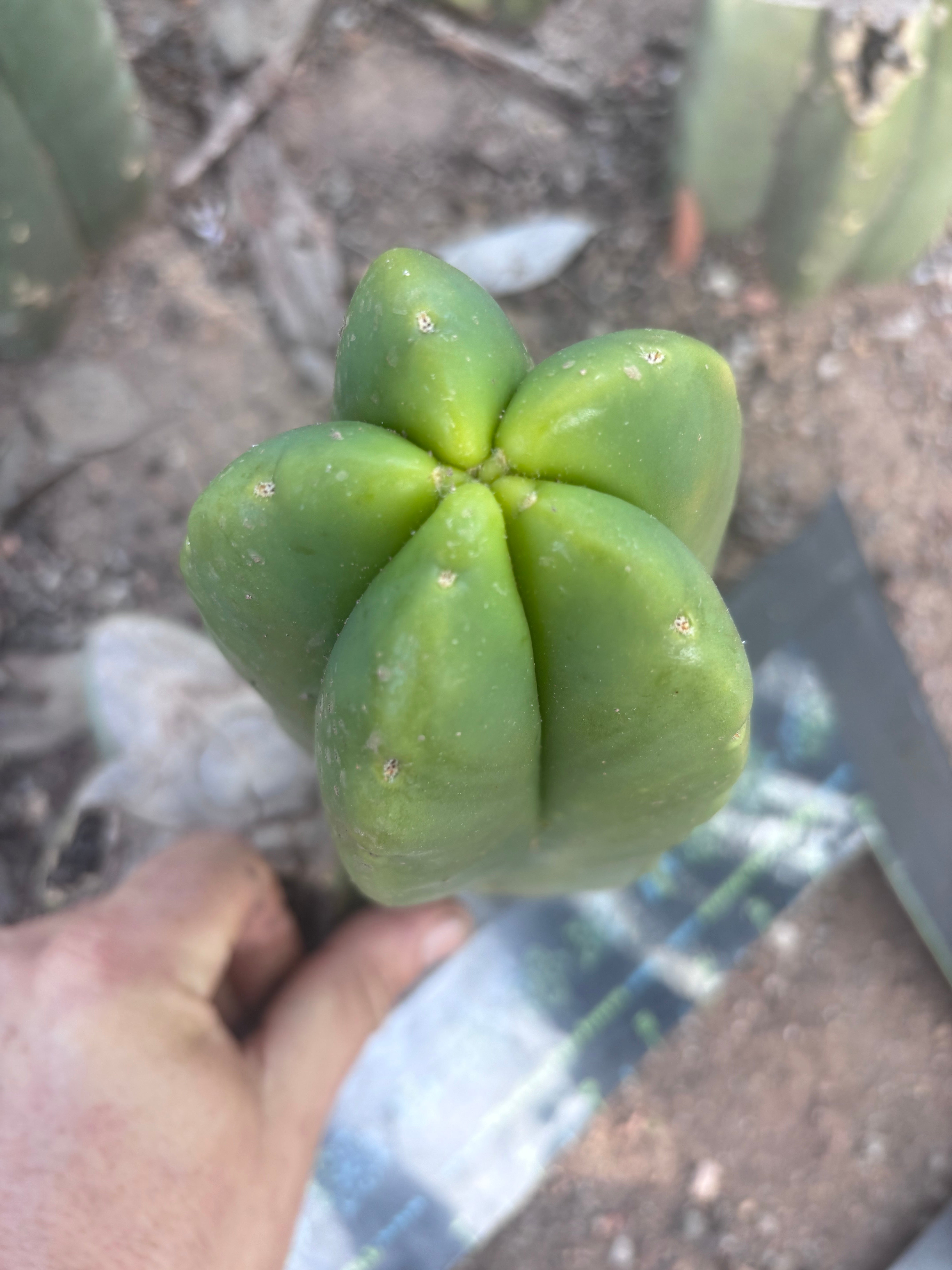 💎👑💎🌶️ Ferah! — Fat 8” Pup