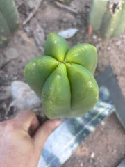 💎👑💎🌶️ Ferah! — Fat 8” Pup