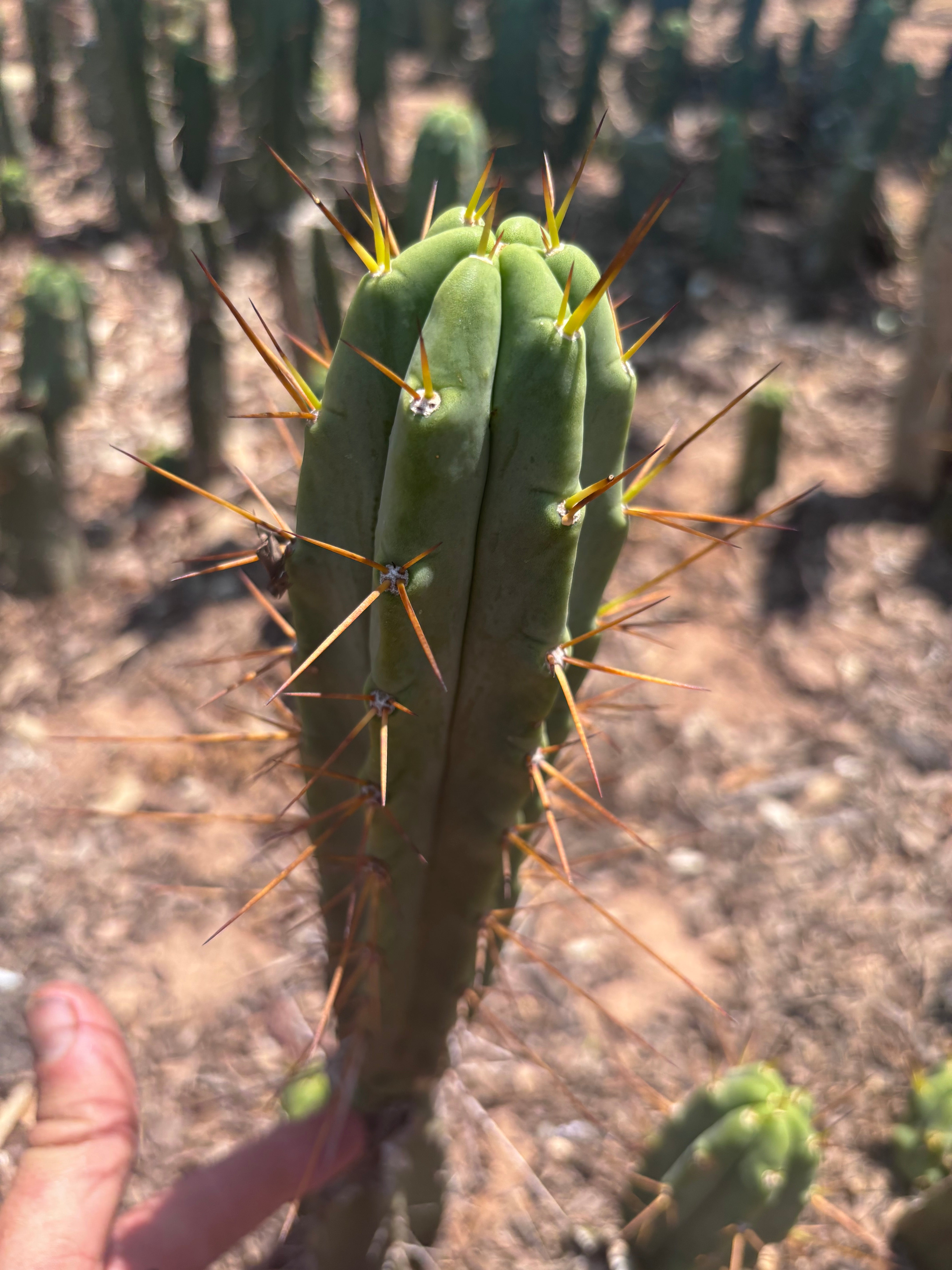 👑🌶️🌶️ Dulzura — 10” Tips (Sale!)