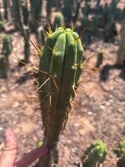 👑🌶️🌶️ Dulzura — 10” Tips (Sale!)