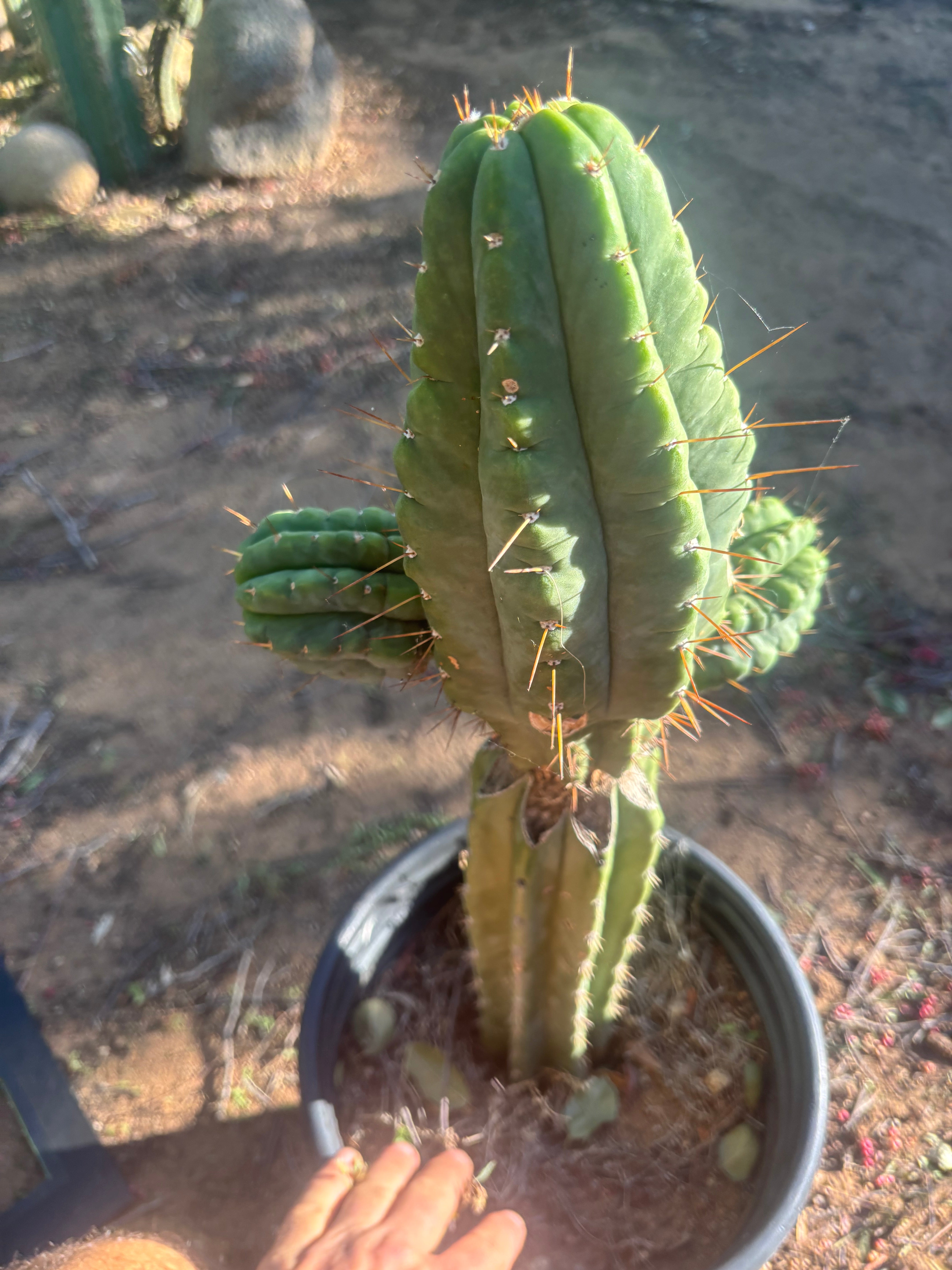 💎👑💎 Havran — Biggest Rooted Graft Ever!