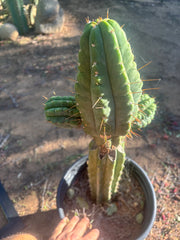 💎👑💎 Havran — Biggest Rooted Graft Ever!