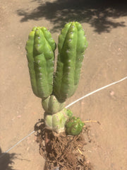 👑 TPM — Large Rooted Multi-Pupper
