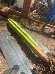 💎 SS02 x DeCosta — XL Seed Grown 21”