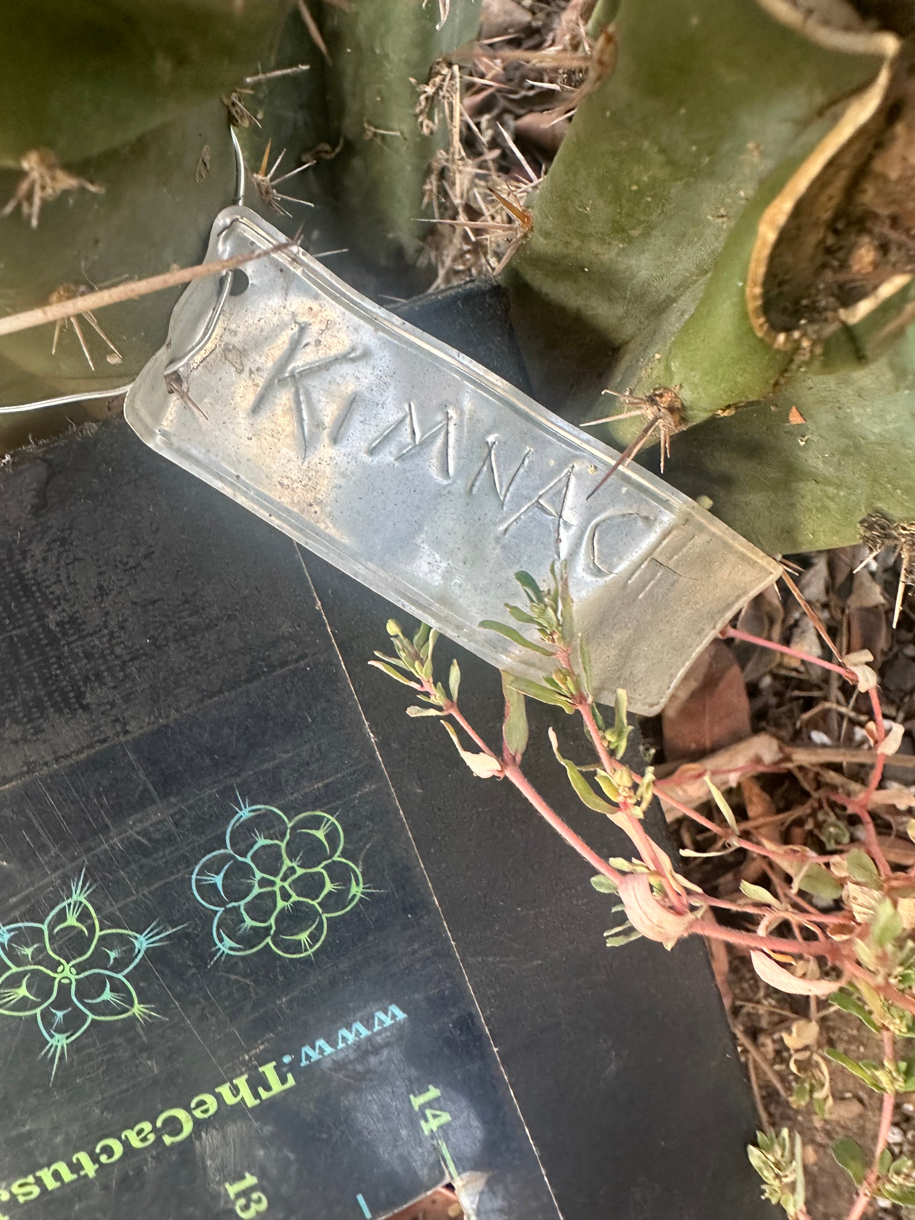 👑🌶️ Kimnach — 10” Tip